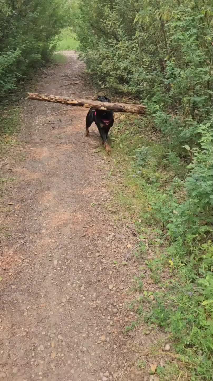 Dog Carries Heavy Log of Wood in Mouth