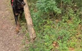 Dog Carries Heavy Log of Wood in Mouth