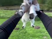Person Lifts Goat in Air and Twirls