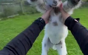 Person Lifts Goat in Air and Twirls