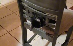 Owners Rescue Cat Stucks in Chair