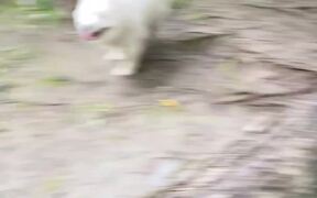 Dog Falls on His Back While Trying to Jump