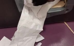 Cat Pulls Out Entire Roll of Toilet Paper