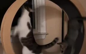 Cat Dashing Inside Exercise Wheel Makes Guy Falls