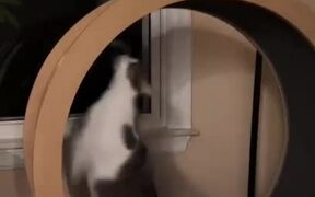 Cat Dashing Inside Exercise Wheel Makes Guy Falls