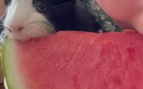 Woman Shares Watermelon Slice With Guinea Pig