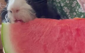 Woman Shares Watermelon Slice With Guinea Pig