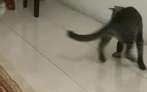 Kitten Gets Attacked by His Brother