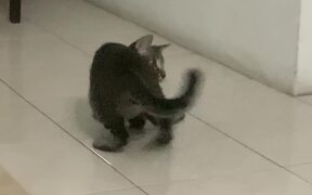 Kitten Gets Attacked by His Brother