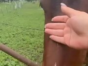 Little Girl Prays to God to be Able to Pet Horse