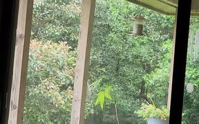 Squirrel Falls Off While Trying to Jump to Feeder