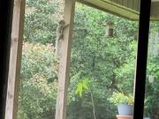 Squirrel Falls Off While Trying to Jump to Feeder