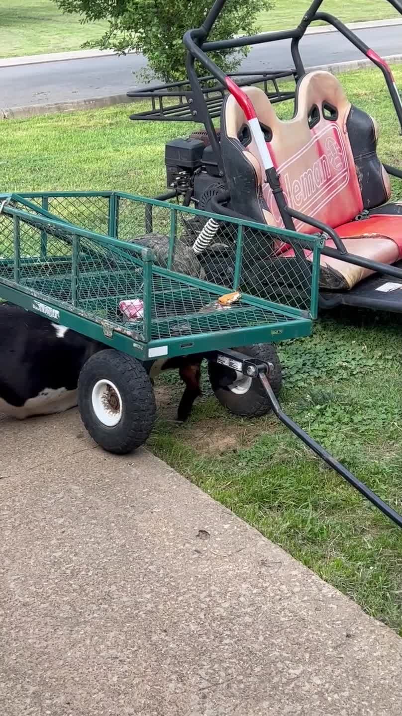 Dog Tries to Eat Food From Under Trailer