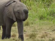 Baby Elephant Grazes Alongside Their Parents
