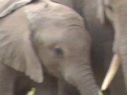 Baby Elephant Grazes Alongside Their Parents
