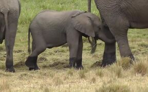Baby Elephant Walks Along Adult Elephant