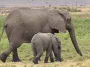 Baby Elephant Walks Along Adult Elephant