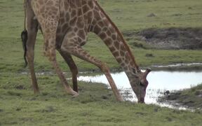 Giraffe Bends Down to Drink Water from Water Hole