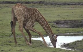 Giraffe Bends Down to Drink Water from Water Hole