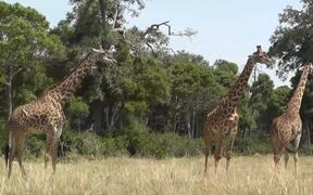 Giraffe Herd Grazes in Masai Mara