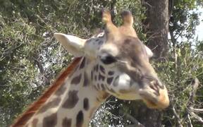 Giraffe Herd Grazes in Masai Mara