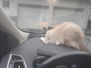 Cat Tries to Grab Wiper From Inside Car