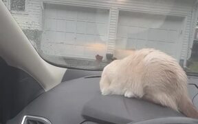 Cat Tries to Grab Wiper From Inside Car