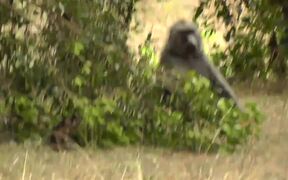 Baby Baboon Creeps Out of Bushes in Search of Food