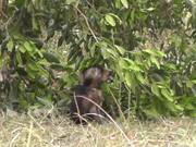 Baby Baboon Creeps Out of Bushes in Search of Food