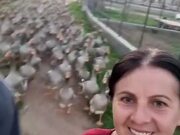 Couple Gets Followed by Pet Geese Down Street