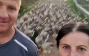 Couple Gets Followed by Pet Geese Down Street