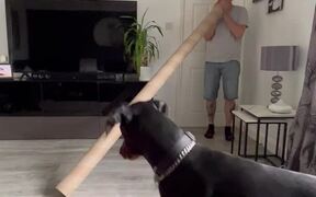 Dog Reacts When Owner Calls Him Through Tube