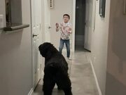Little Boy Plays Balloon Toss With Dog