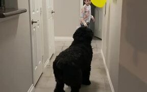 Little Boy Plays Balloon Toss With Dog