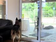 Dog Opens Door and Lets His Fellow Pet Dogs Inside