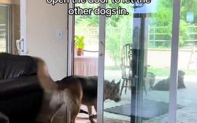Dog Opens Door and Lets His Fellow Pet Dogs Inside