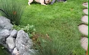Owner Using Leaf Blower Gets Interrupted by Pug