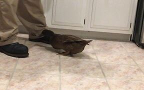 Duck Lifts Back to Let Human Scratch Them