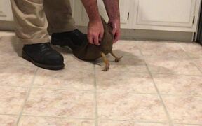 Duck Lifts Back to Let Human Scratch Them