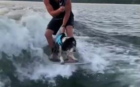 Man Surfs the Waves With Dog on Same Board
