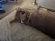 Dog Howls to Sing Along With Owner