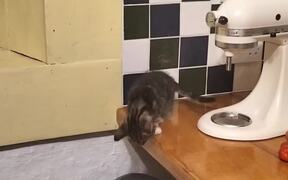 Curious Kitten Falls Into Trash Can