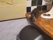 Curious Kitten Falls Into Trash Can