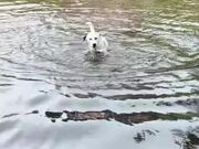 Dog Swims Excitedly in Flooded Street of Florida