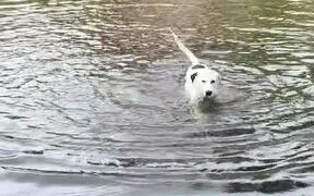 Dog Swims Excitedly in Flooded Street of Florida