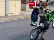 Man Riding Dirtbike Makes Dog Sit in Front