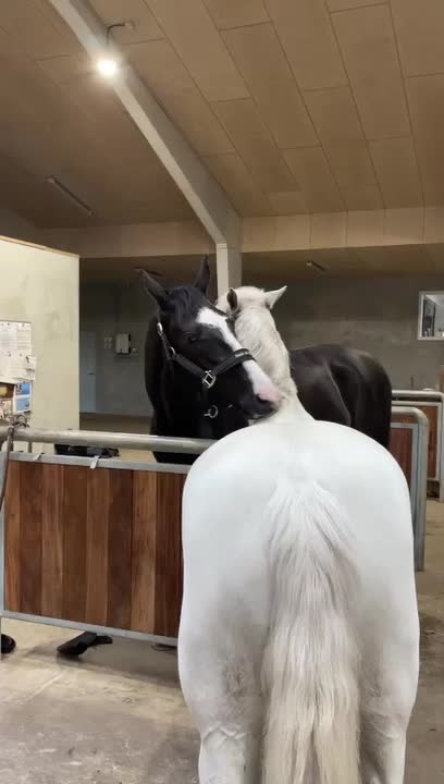 Horses Scratch Each Other's Neck With Their Teeth