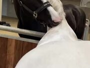 Horses Scratch Each Other's Neck With Their Teeth