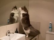 Cat Fights Reflection in Mirror