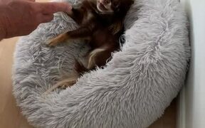 Chihuahua Talks Back While Playing With Grandpa
